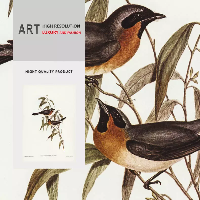 Tranh động vật chim Fronted Flycatcher