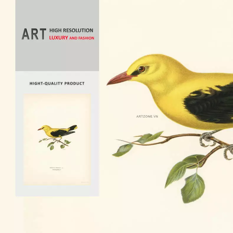 Ý nghĩa biểu tượng của chim Eurasian Golden Oriole