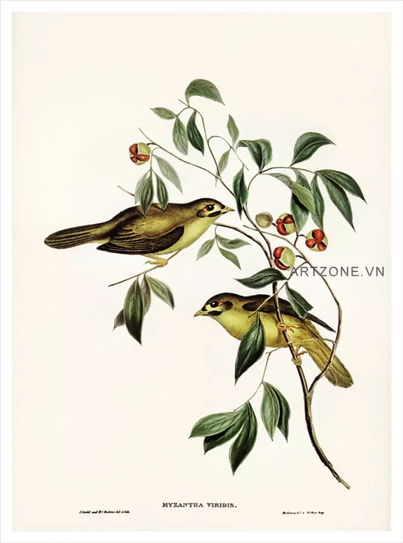 Bức tranh chim sẻ Elizabeth Gould AZ1-0174-MICA