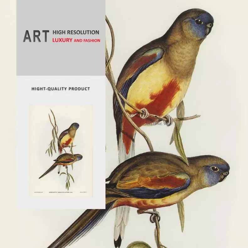 Chi tiết sắc nét của tranh chim Crimson-bellied Parakeet