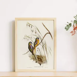Vẹt Turquoise của Elizabeth Gould: Khi Khoa Học và Nghệ Thuật Hội Ngộ trong Trang Trí Nội Thất