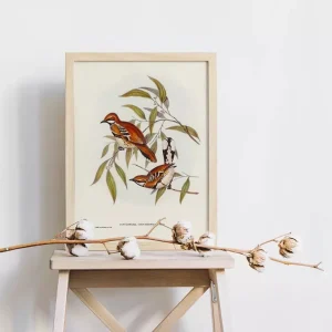 Vẻ đẹp vượt thời gian: Phân tích ý nghĩa và giá trị thẩm mỹ bộ tranh chim Cinclosoma màu quế của Elizabeth Gould